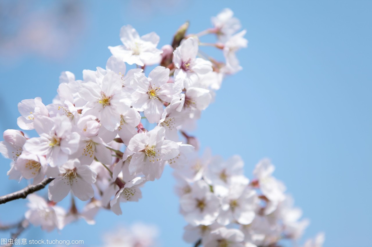 特写的樱花